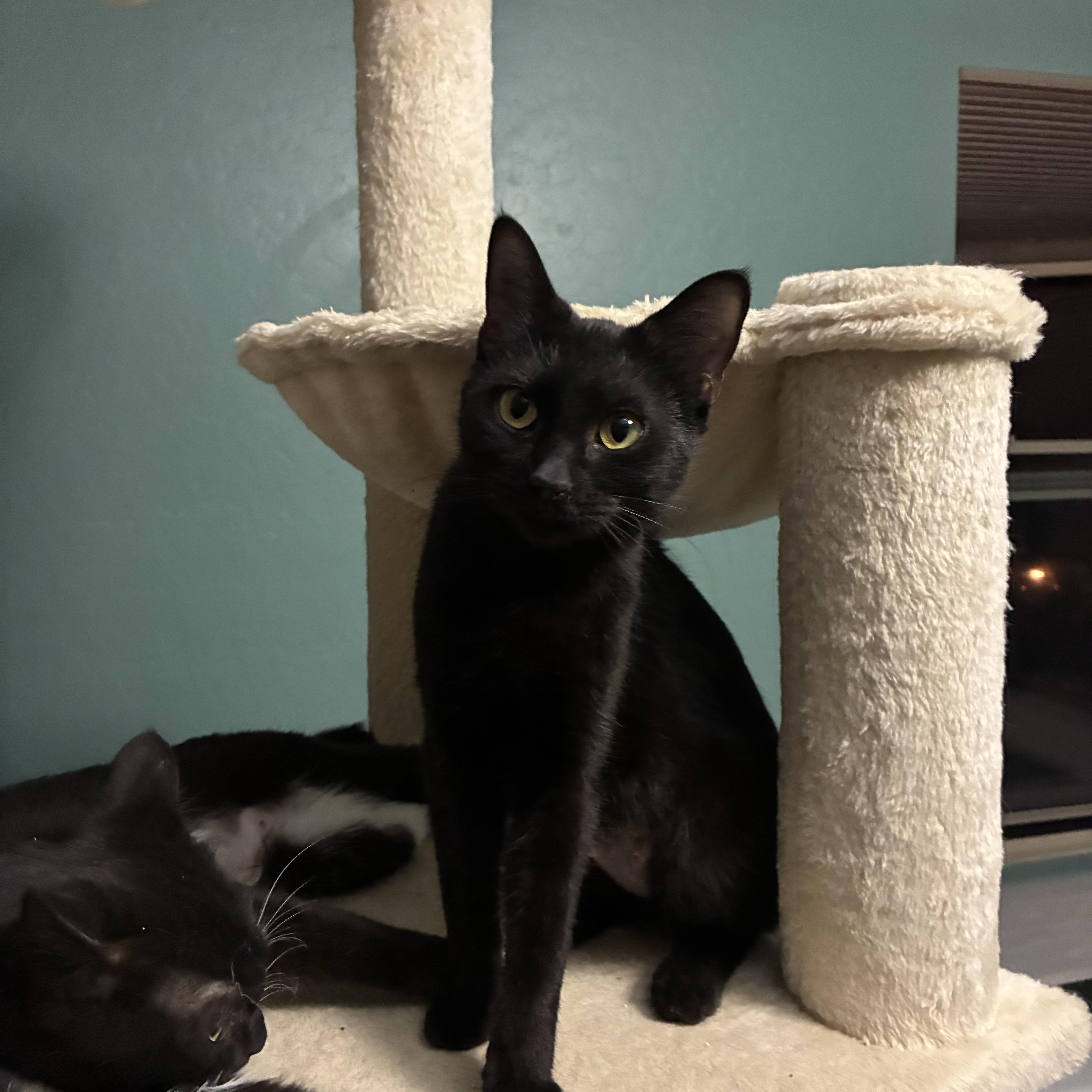 Enlarge Hazel, a ADOPTABLE Domestic Short Hair in queen creek, AZ image 2/2