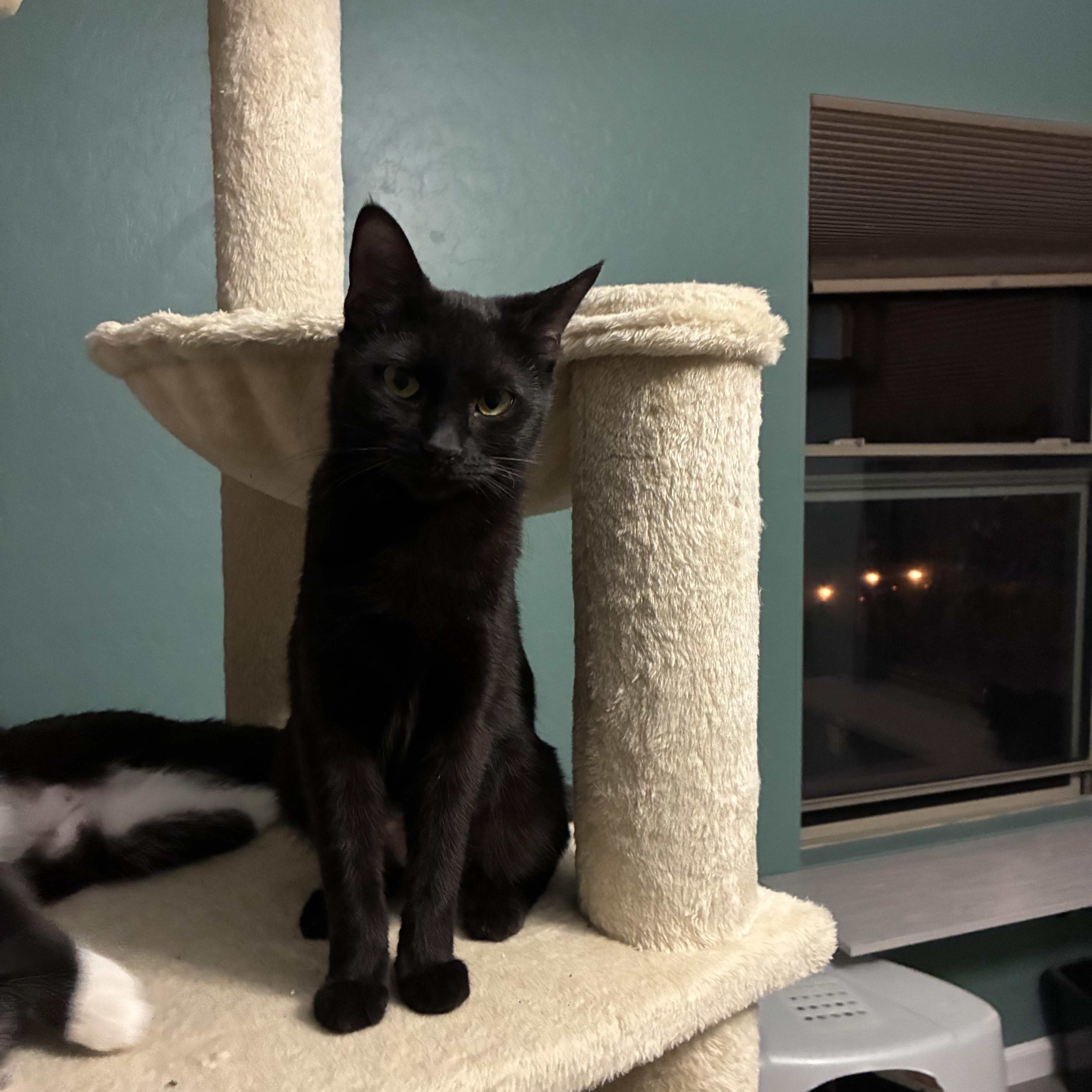 Hazel, ADOPTABLE, Young Female Domestic Short Hair.