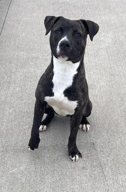 Woodland, Adoptable, Young Female Pit Bull Terrier & Mixed Breed.