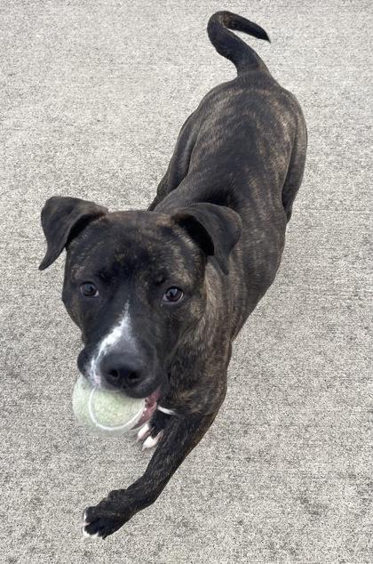 Enlarge Woodland, a Adoptable mixed breed in Westland, MI image 2/3