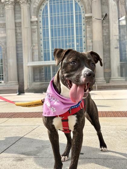 Enlarge Woodland, a Adoptable mixed breed in Westland, MI image 3/3