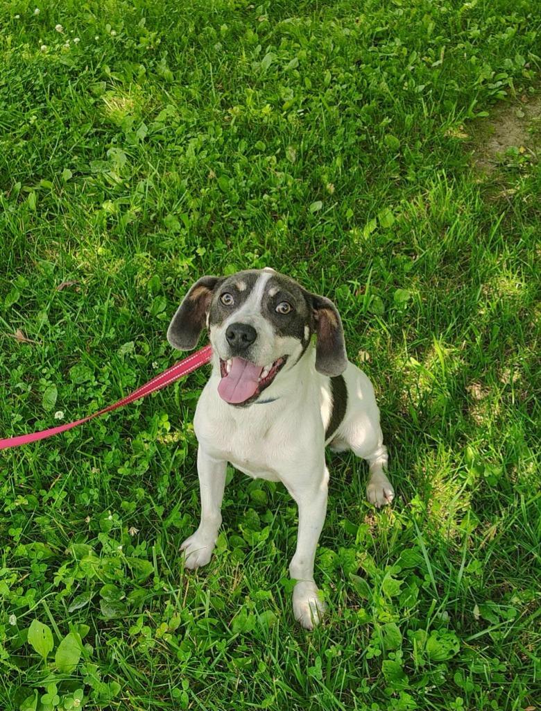 Enlarge Benji, a Adoptable mixed breed in Kendallville, IN image 1/1