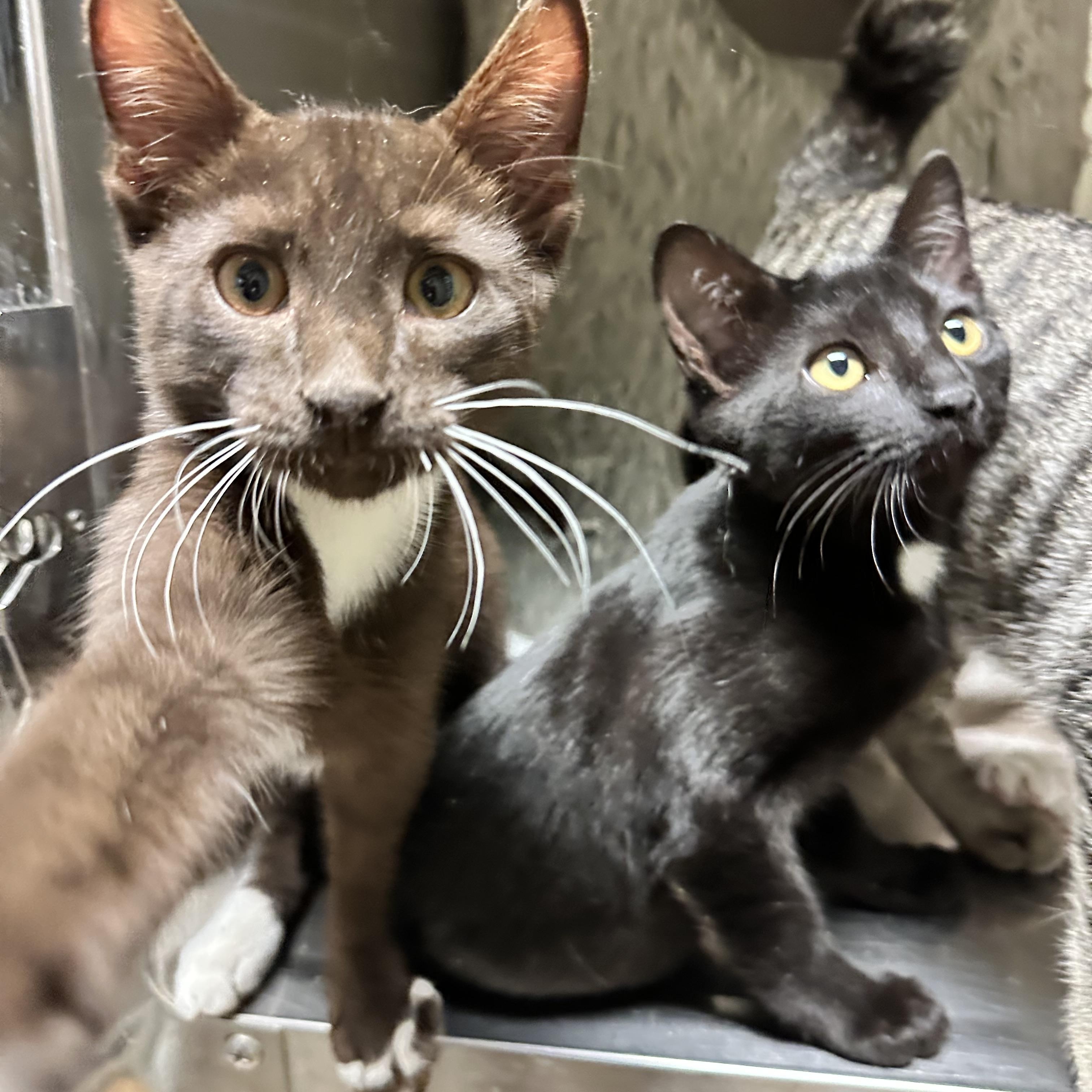Enlarge Black Bean (from the coffee litter), a Adoptable Domestic Short Hair in Sacramento, CA image 5/6