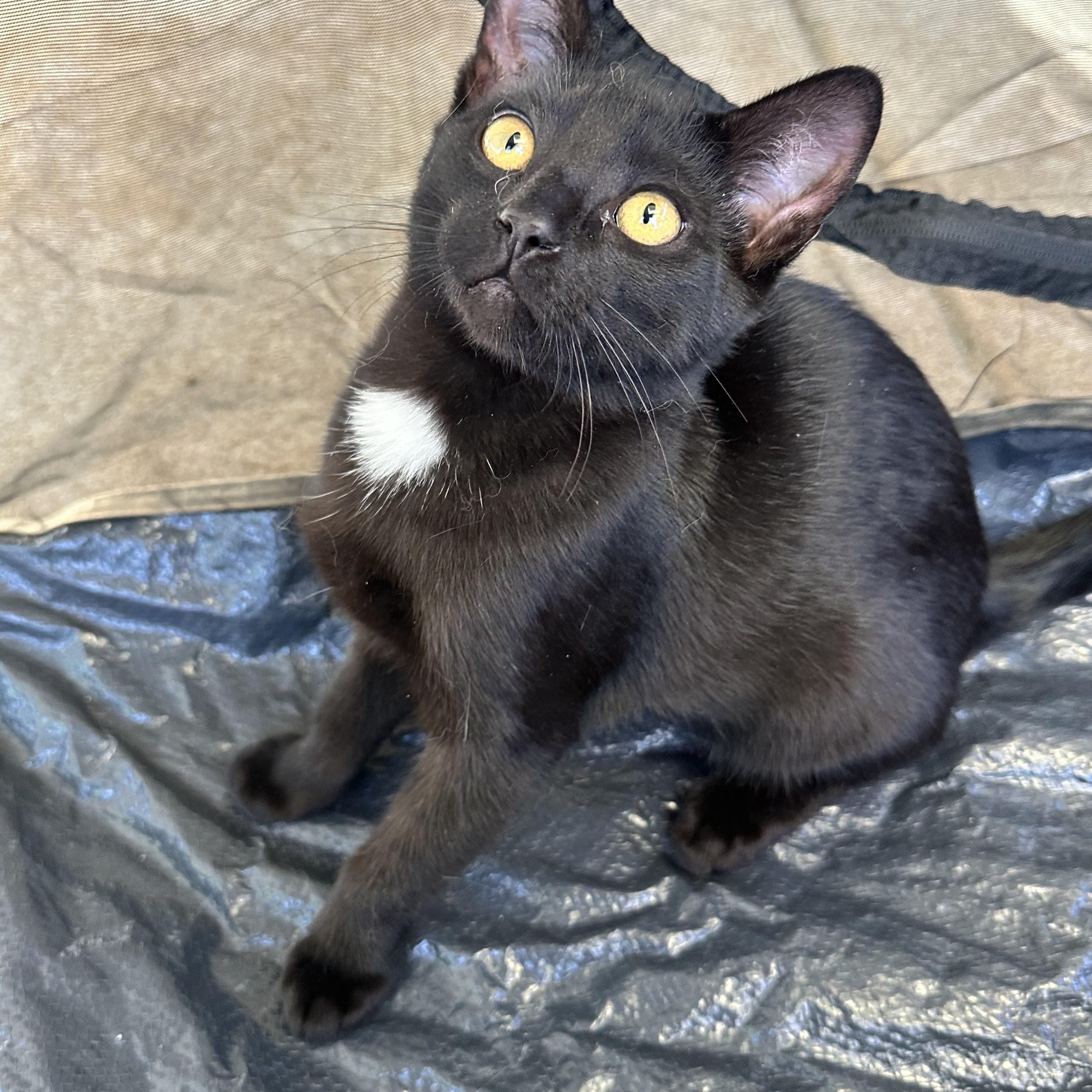 Enlarge Black Bean (from the coffee litter), a Adoptable Domestic Short Hair in Sacramento, CA image 3/6