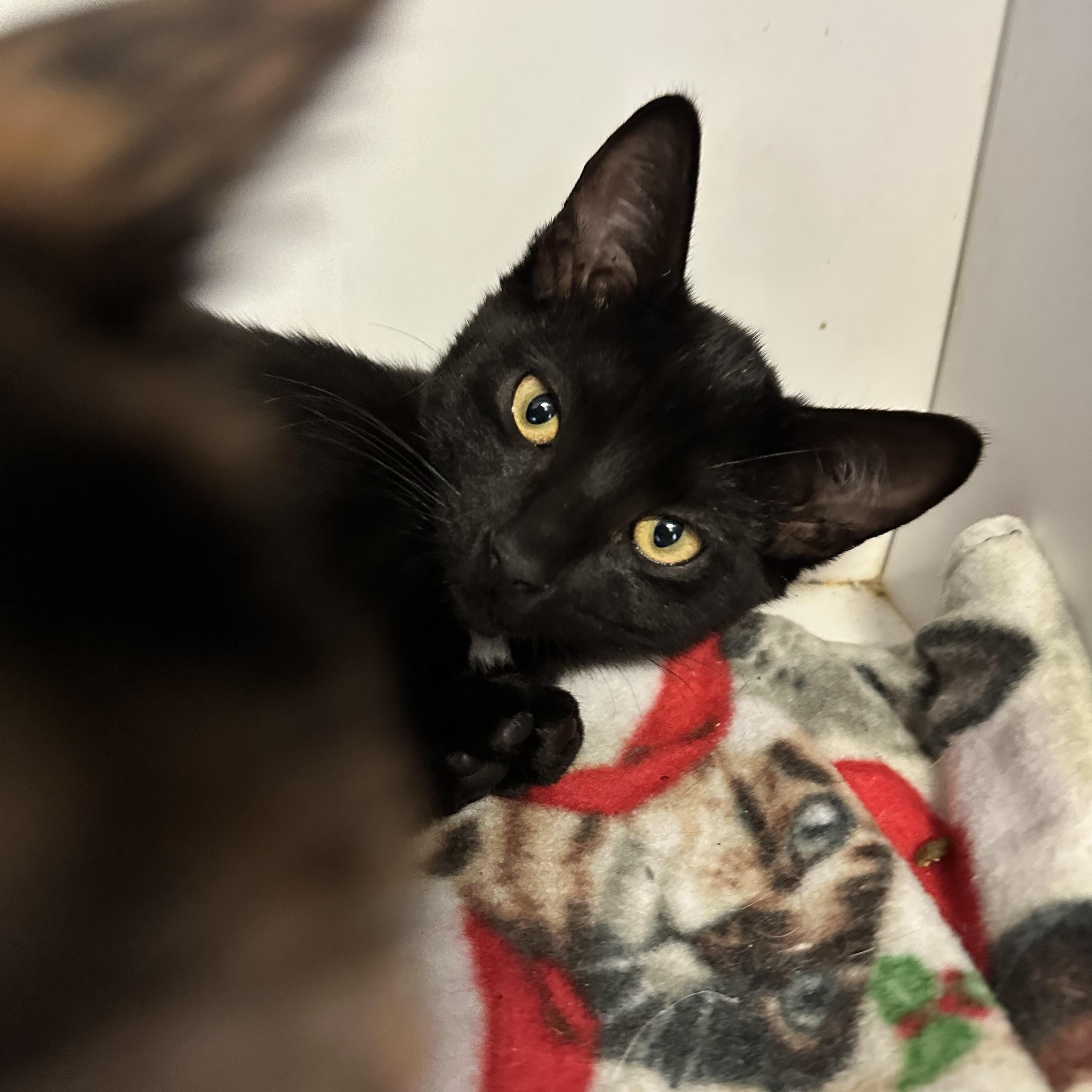 Enlarge Black Bean (from the coffee litter), a Adoptable Domestic Short Hair in Sacramento, CA image 6/6