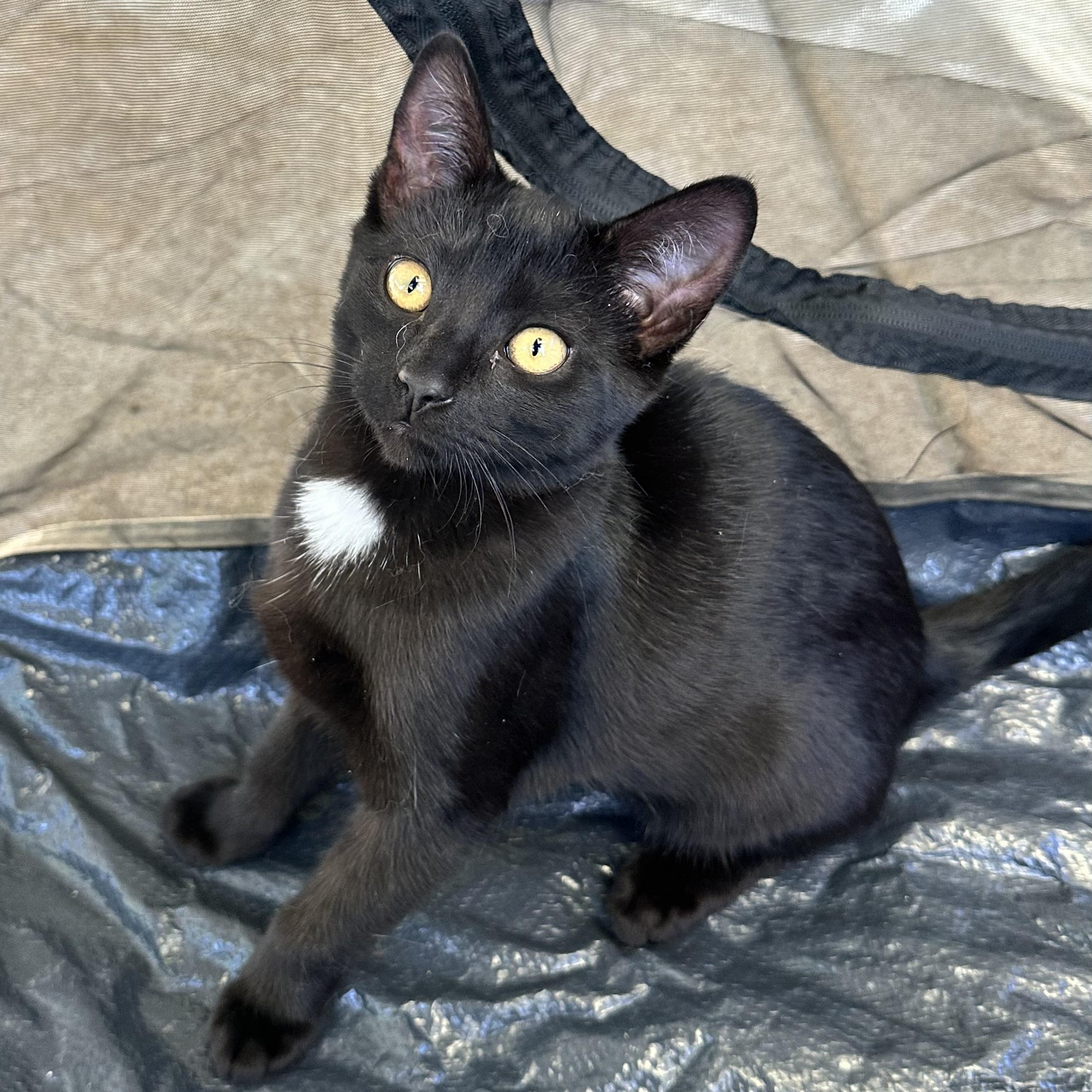 Black Bean (from the coffee litter), Adoptable, Kitten Male Domestic Short Hair.