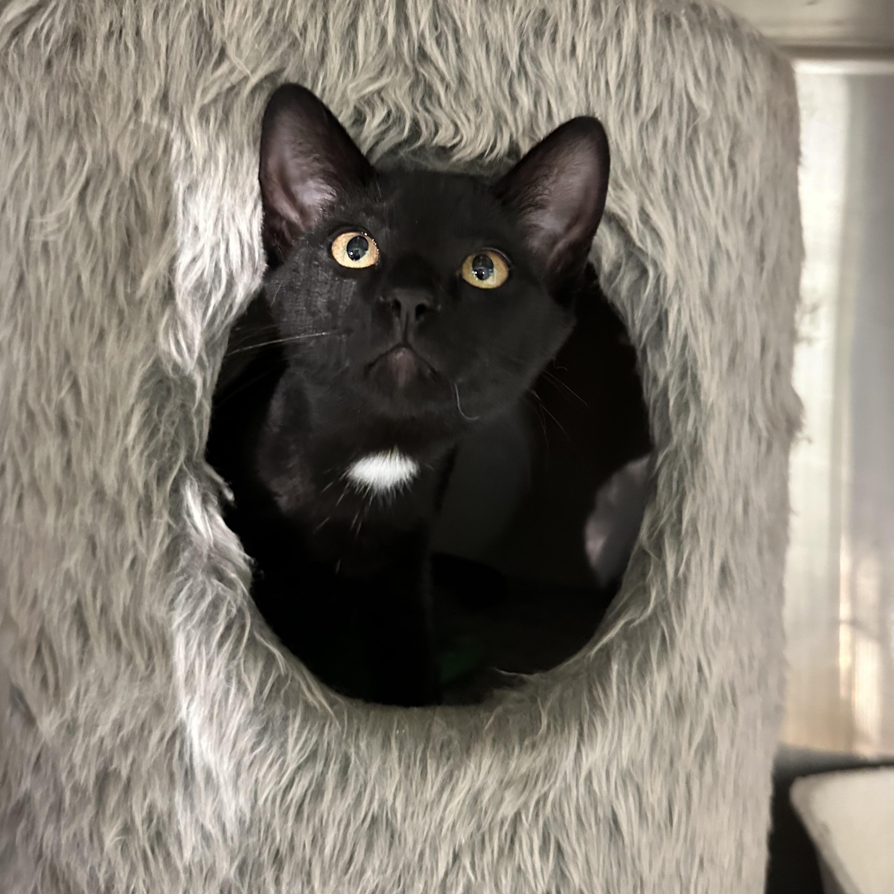 Enlarge Black Bean (from the coffee litter), a Adoptable Domestic Short Hair in Sacramento, CA image 2/6