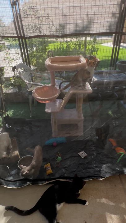 Enlarge Black Bean (from the coffee litter), a Adoptable Domestic Short Hair in Sacramento, CA video 4/6