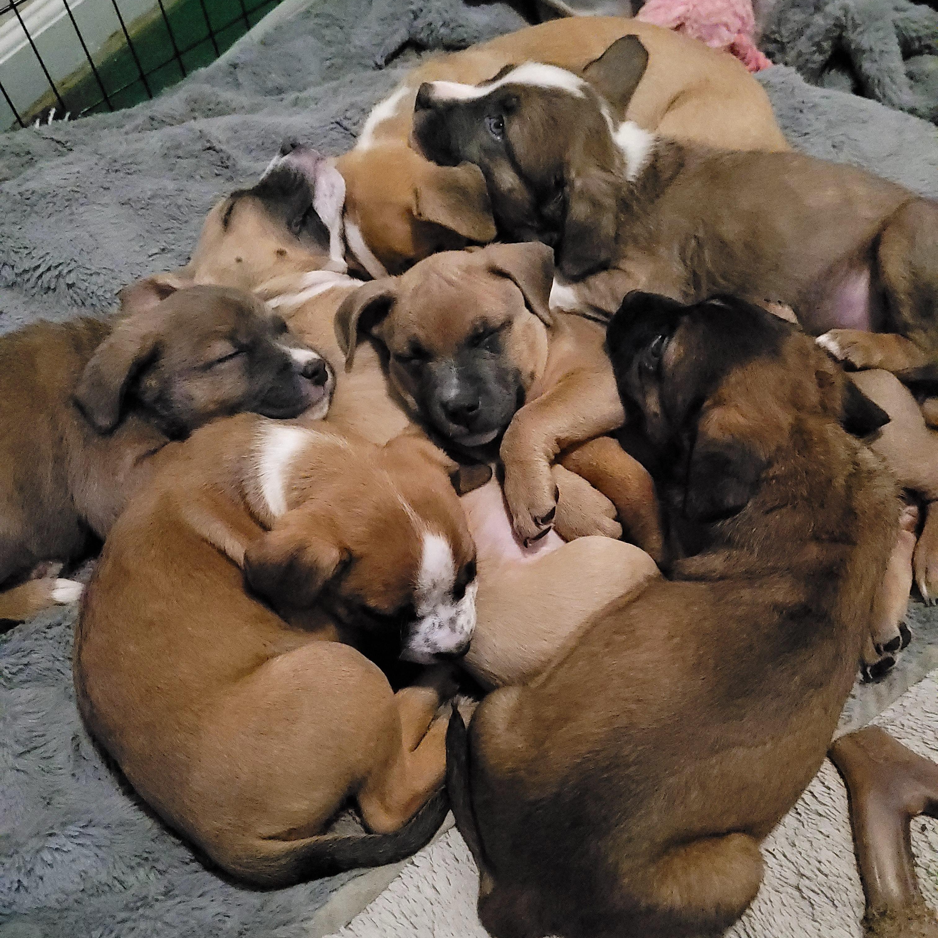 Enlarge Rick, an adopted mixed breed in Sequim, WA image 3/3