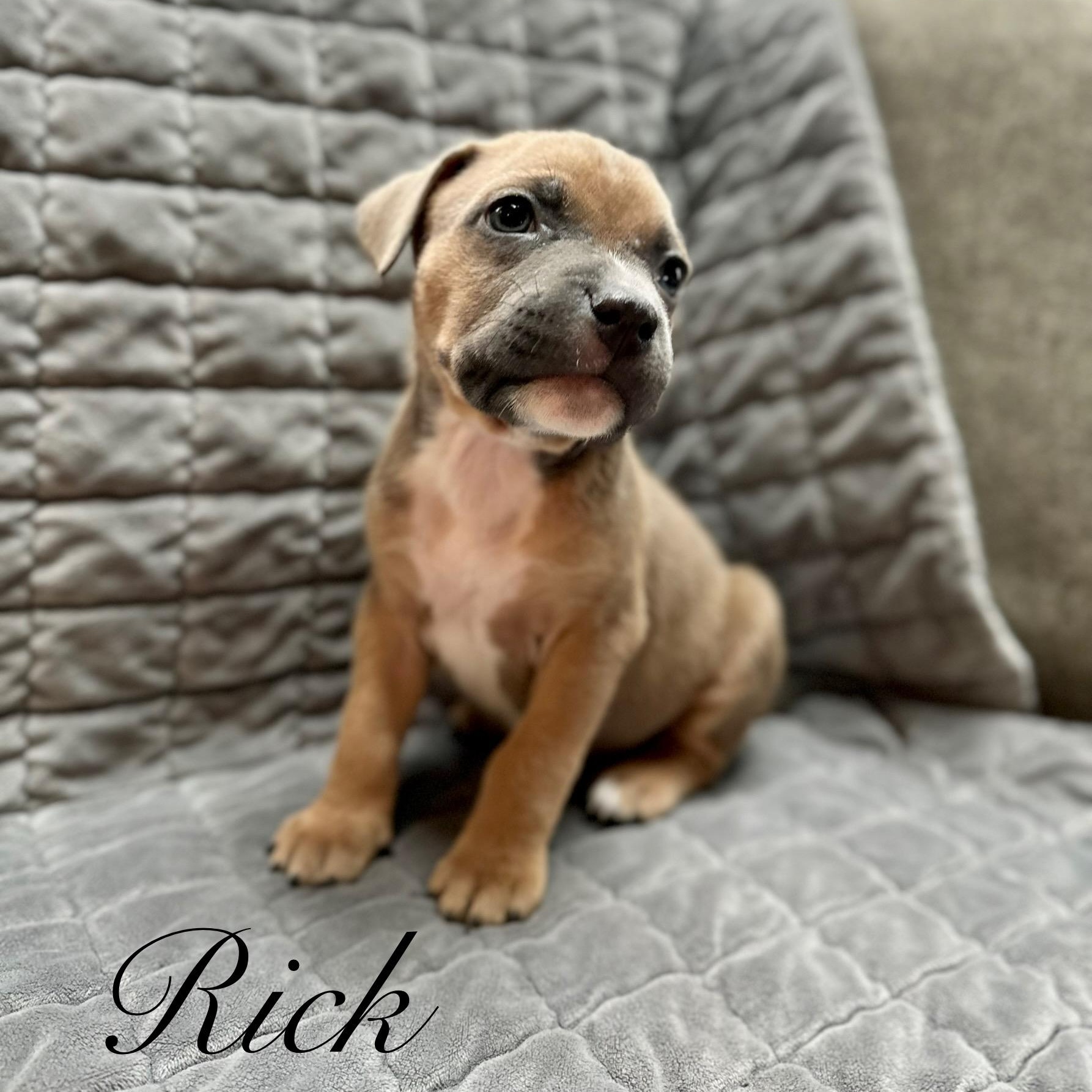 Enlarge Rick, an adopted mixed breed in Sequim, WA image 1/3