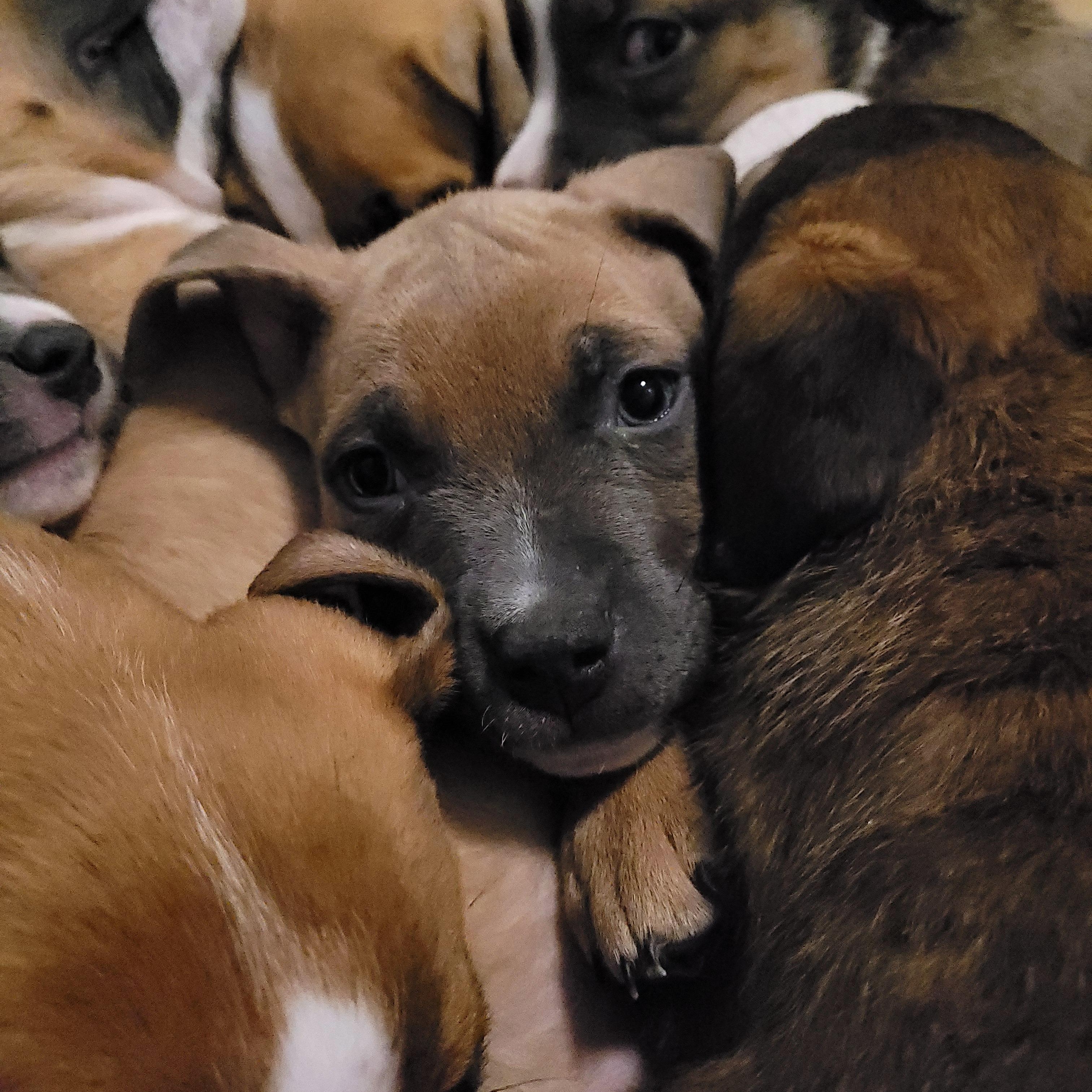 Enlarge Rick, an adopted mixed breed in Sequim, WA image 2/3