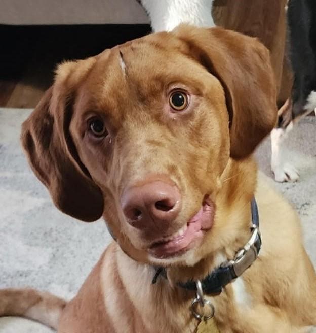 Marley, Adopted, Young Male Chocolate Labrador Retriever & German Shorthaired Pointer.