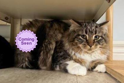 Suki, Adoptable, Young Female Domestic Long Hair & Domestic Short Hair.