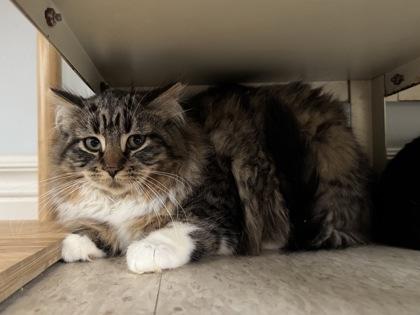 Enlarge Suki, a Adoptable mixed breed in Erin, ON image 2/2