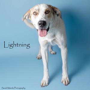 Lightning, Adoptable, Adult Male Labrador Retriever & Pit Bull Terrier.
