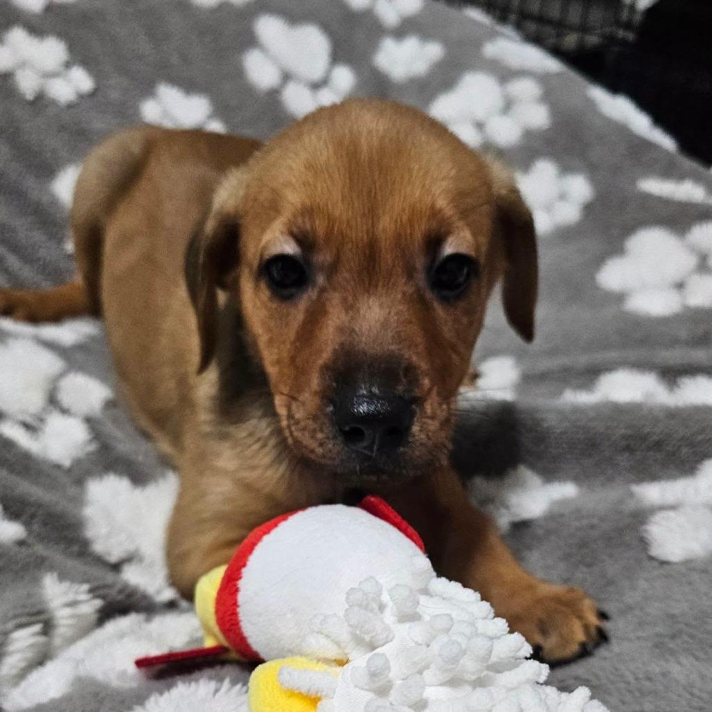 Bamm Bamm, Adoptable, Puppy Male Mixed Breed.