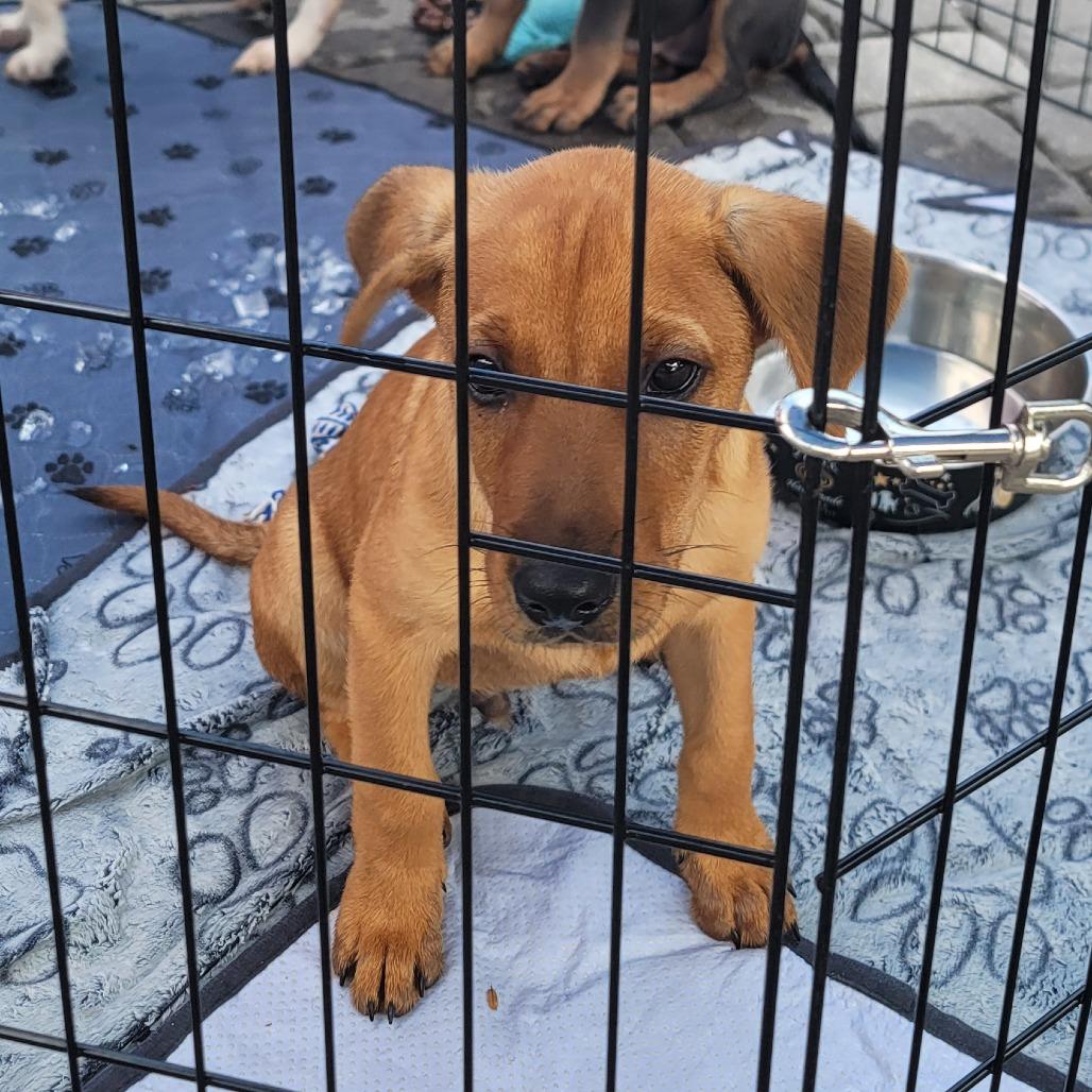 Bamm Bamm, a Adoptable Mixed Breed in Myrtle Beach, SC image 2/4
