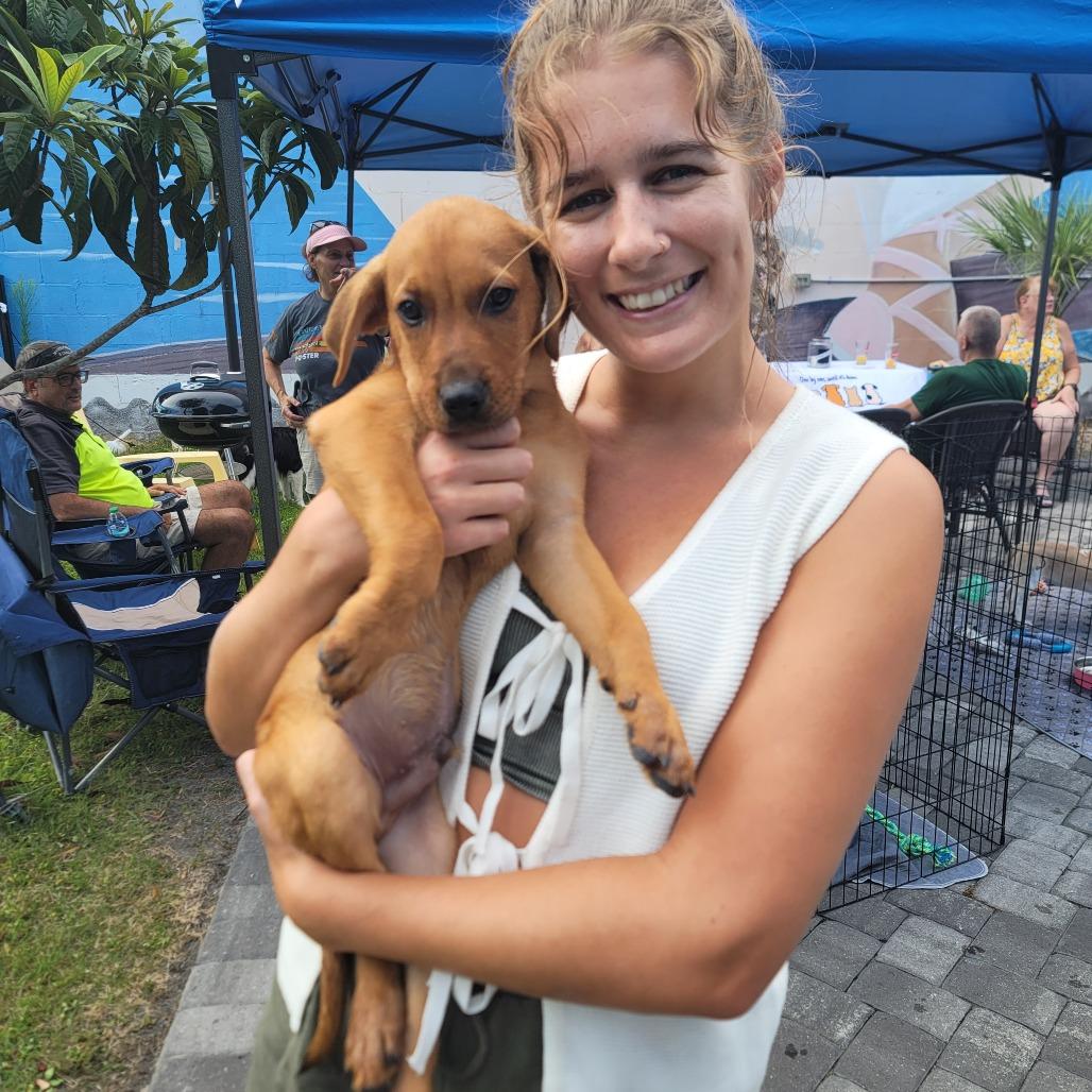 Bamm Bamm, a Adoptable Mixed Breed in Myrtle Beach, SC image 3/4