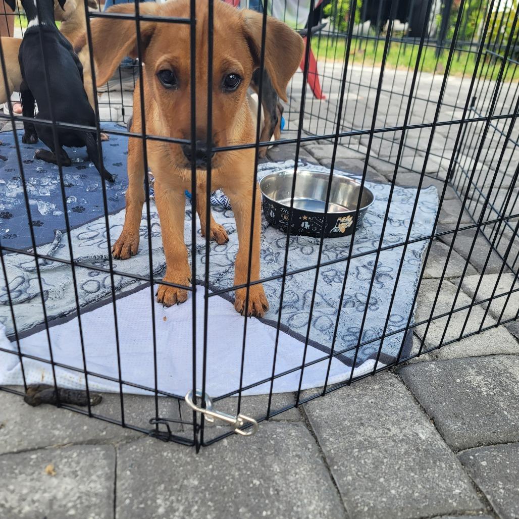 Bamm Bamm, a Adoptable Mixed Breed in Myrtle Beach, SC image 4/4