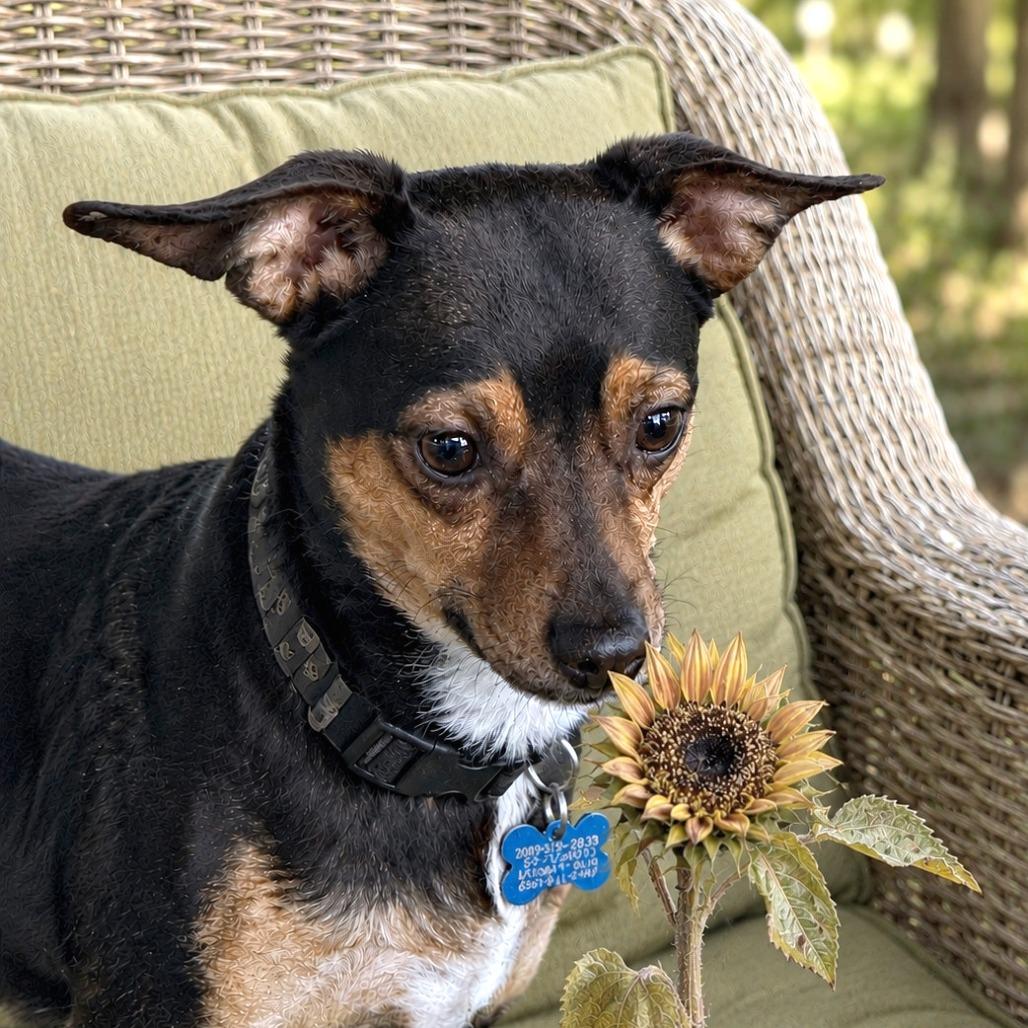 Enlarge Christian, a Adoptable mixed breed in Boerne, TX image 2/3