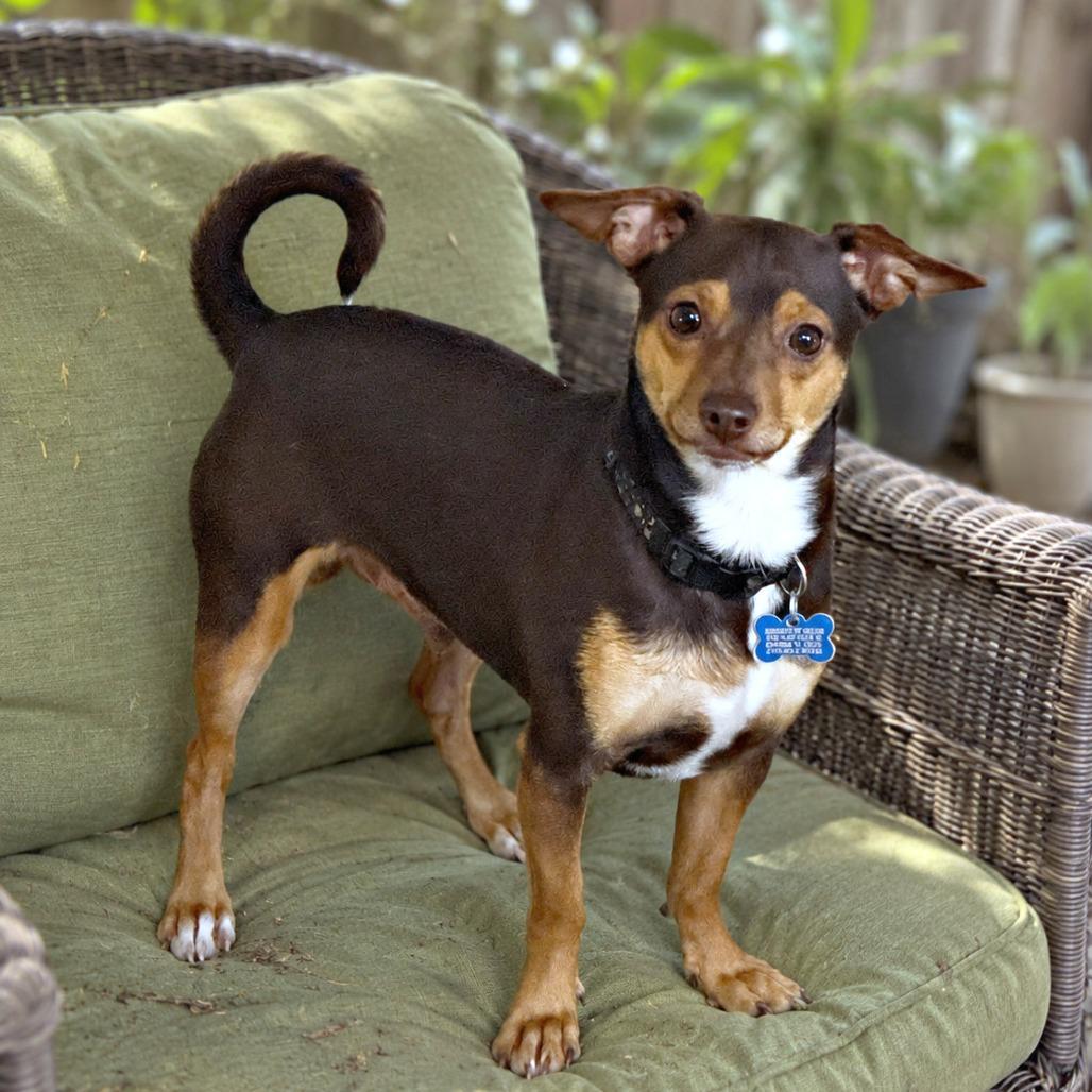 Enlarge Christian, a Adoptable mixed breed in Boerne, TX image 3/3