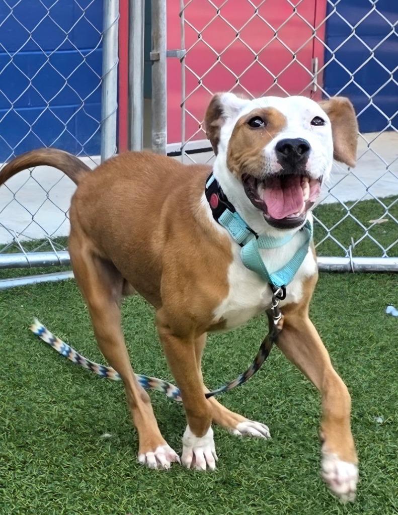 Noodle, Adoptable, Puppy Male Pug & Terrier.