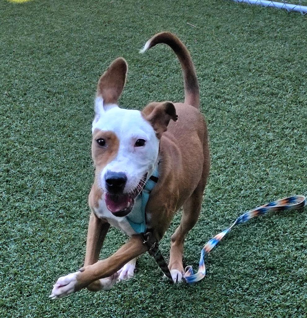 Enlarge Noodle, a Adoptable mixed breed in Hartsville, SC image 2/4