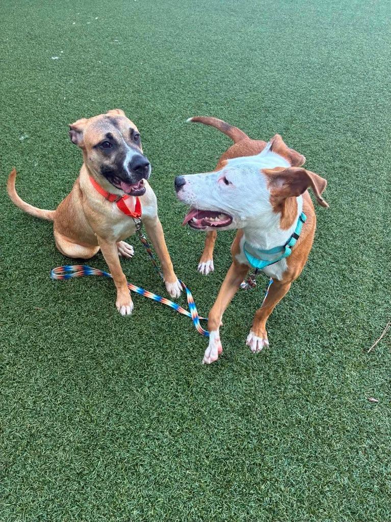 Enlarge Noodle, a Adoptable mixed breed in Hartsville, SC image 3/4