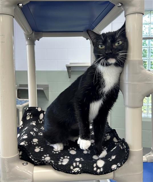ROYAL, Adoptable, Young Female Domestic Short Hair.