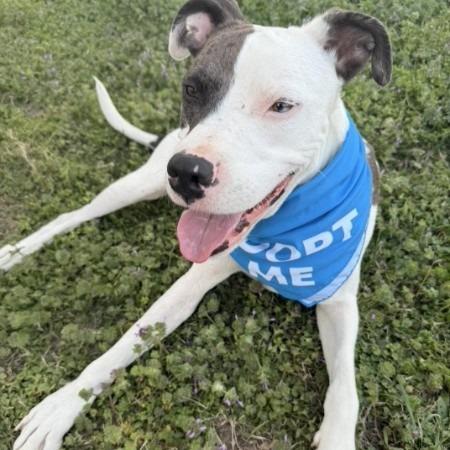 Enlarge Bradford, a Adoptable Pit Bull Terrier in Claremore, OK image 1/5