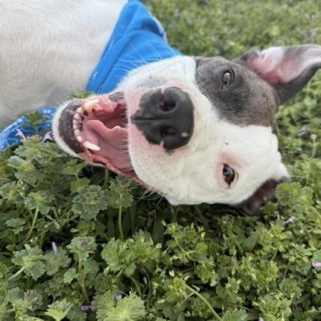 Enlarge Bradford, a Adoptable Pit Bull Terrier in Claremore, OK image 2/5