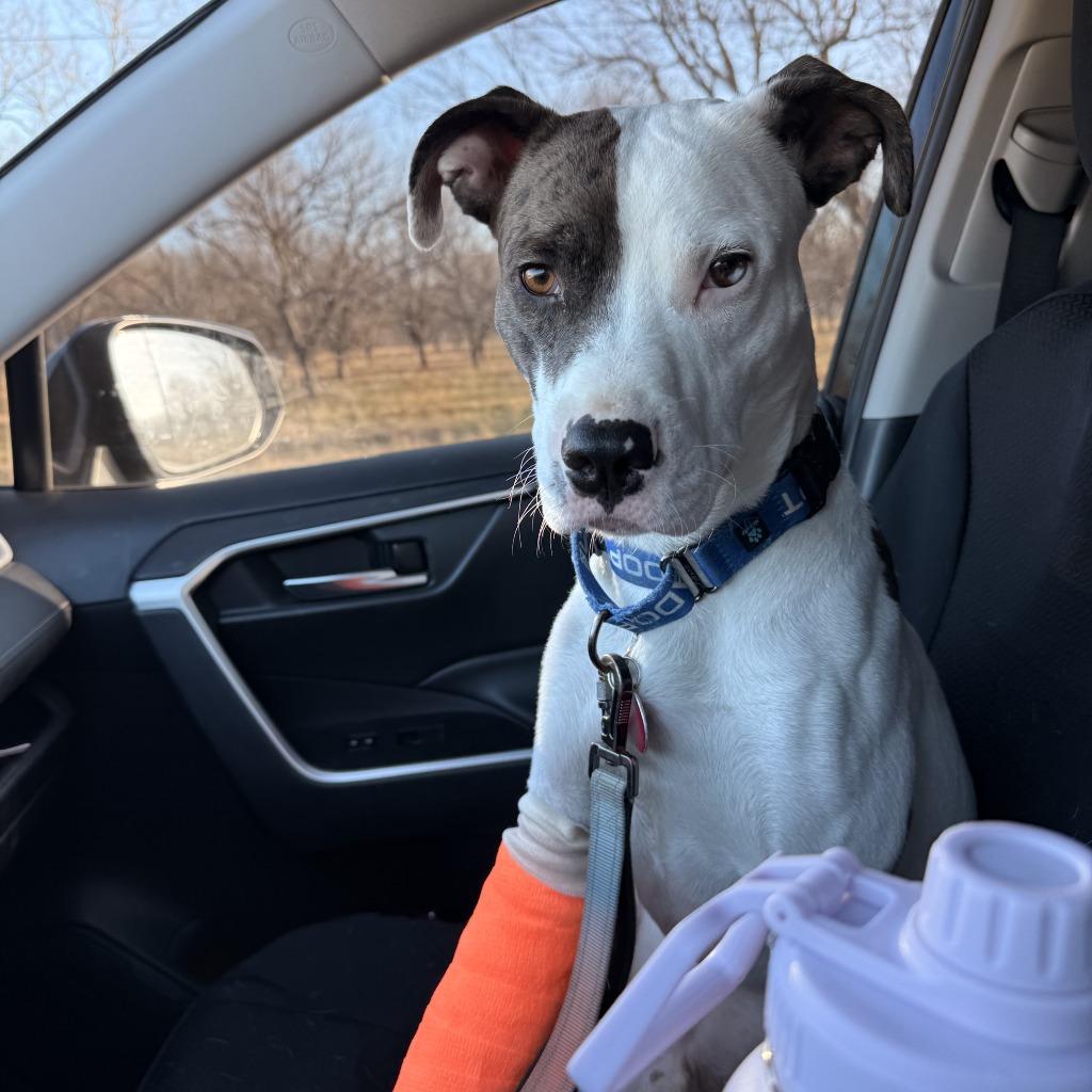 Enlarge Bradford, a Adoptable Pit Bull Terrier in Claremore, OK image 3/5