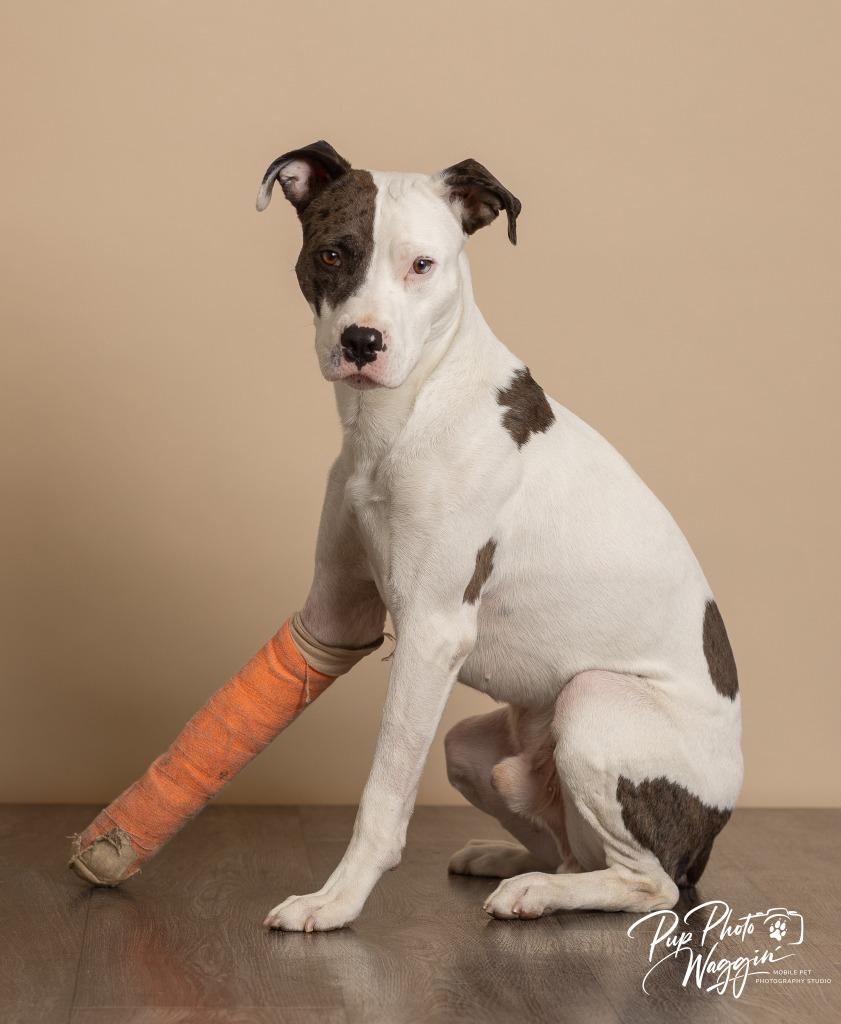 Enlarge Bradford, a Adoptable Pit Bull Terrier in Claremore, OK image 4/5