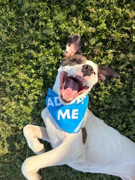 Enlarge Bradford, a Adoptable Pit Bull Terrier in Claremore, OK image 5/5