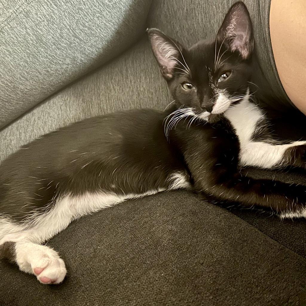 Naya, Adoptable, Young Female Domestic Short Hair.