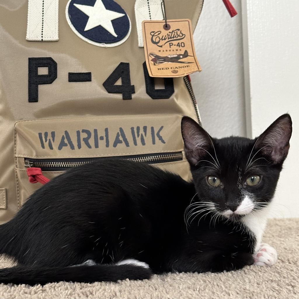 Naya, a Adoptable Domestic Short Hair in Mission Hills, CA image 3/6