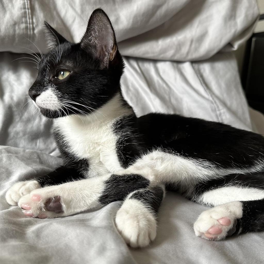 Naya, a Adoptable Domestic Short Hair in Mission Hills, CA image 5/6