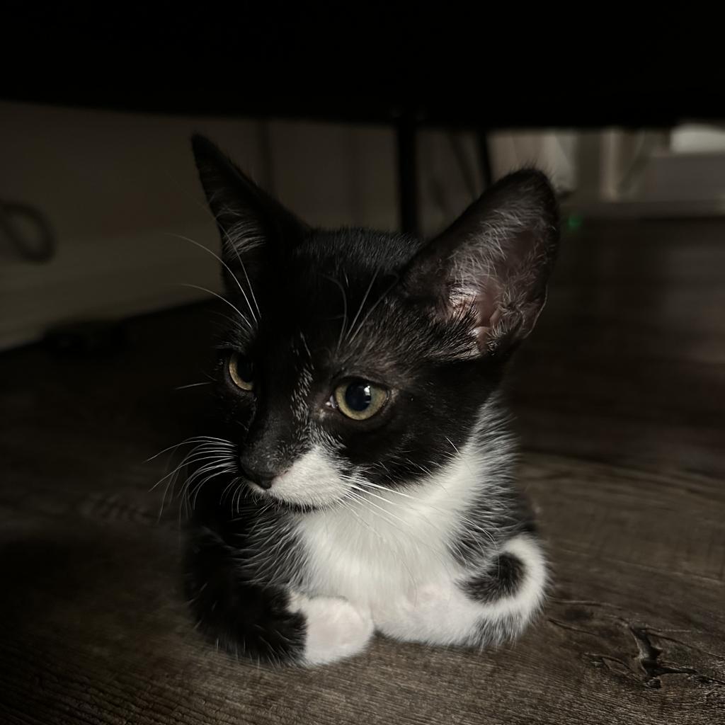 Naya, a Adoptable Domestic Short Hair in Mission Hills, CA image 6/6