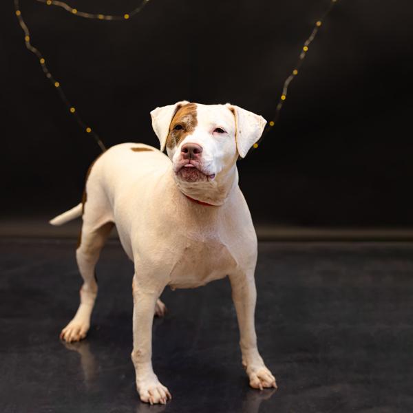 Enlarge In Foster- Ruby, a Adoptable mixed breed in Lawrenceville, GA image 1/2