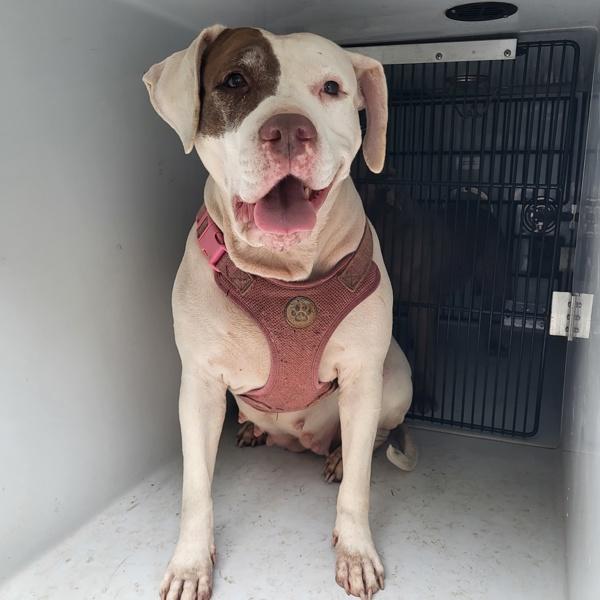 Enlarge In Foster- Ruby, a Adoptable mixed breed in Lawrenceville, GA image 2/2