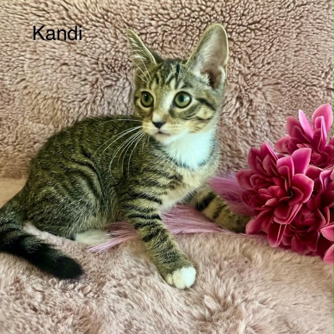 Kandi, a Adoptable Tabby in Livonia, MI image 1/2