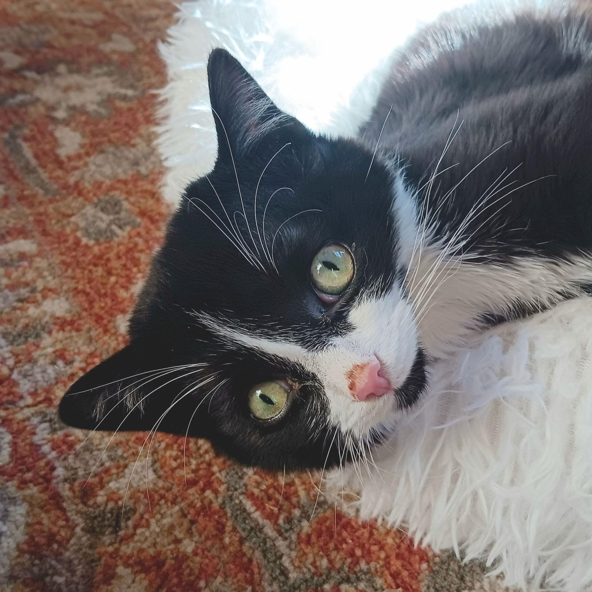 Enlarge Jake , an adopted Domestic Short Hair in Woodbury, NJ image 3/6