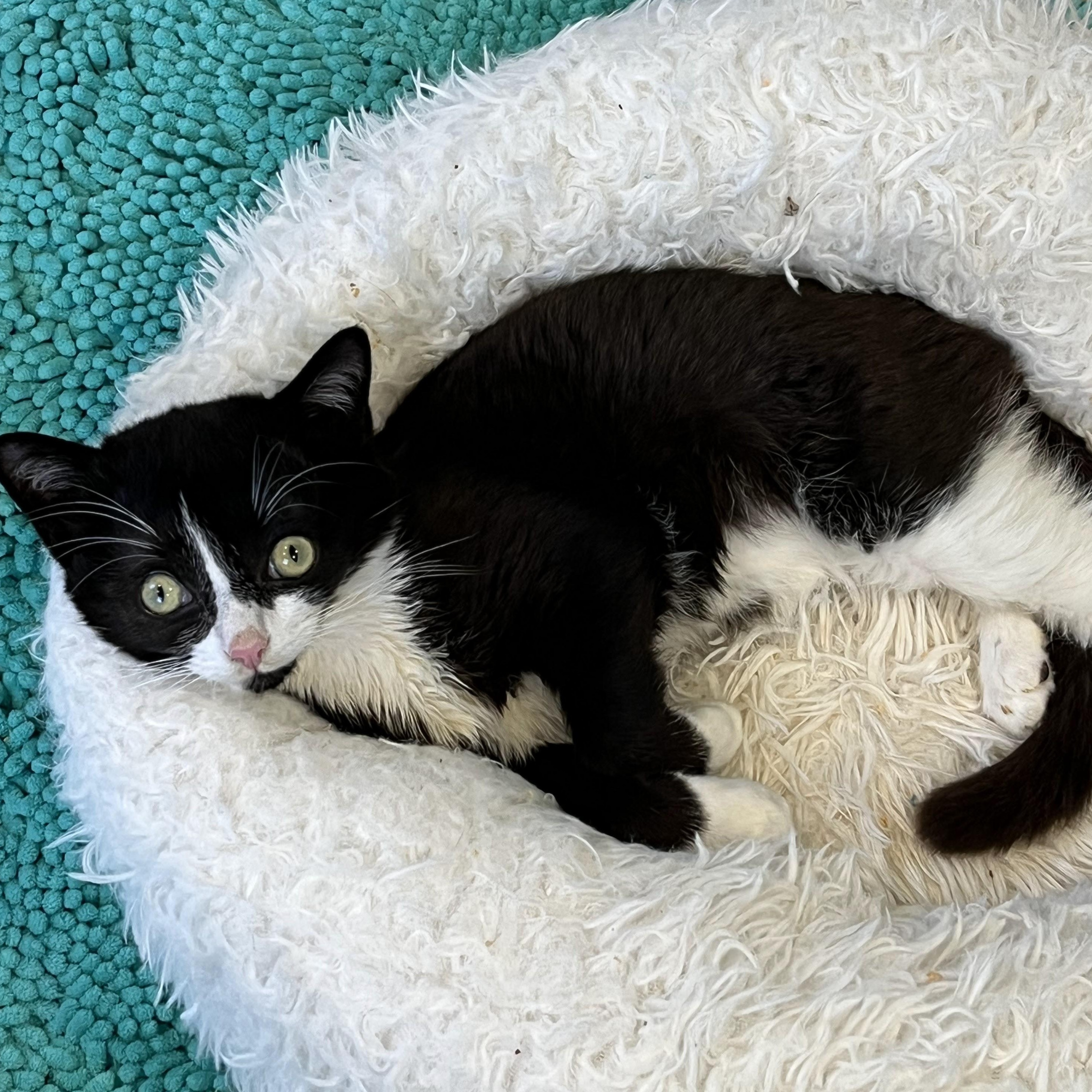 Enlarge Jake , an adopted Domestic Short Hair in Woodbury, NJ image 5/6