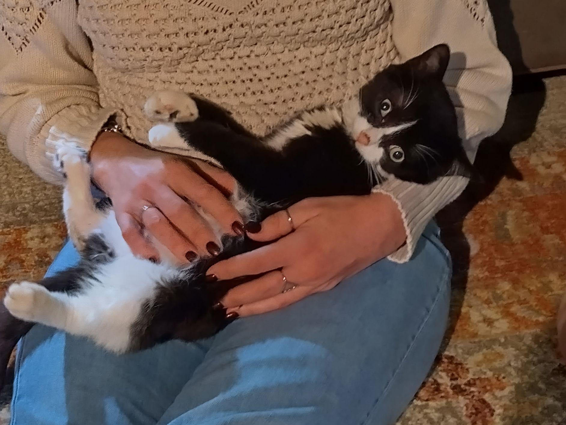 Enlarge Jake , an adopted Domestic Short Hair in Woodbury, NJ image 6/6