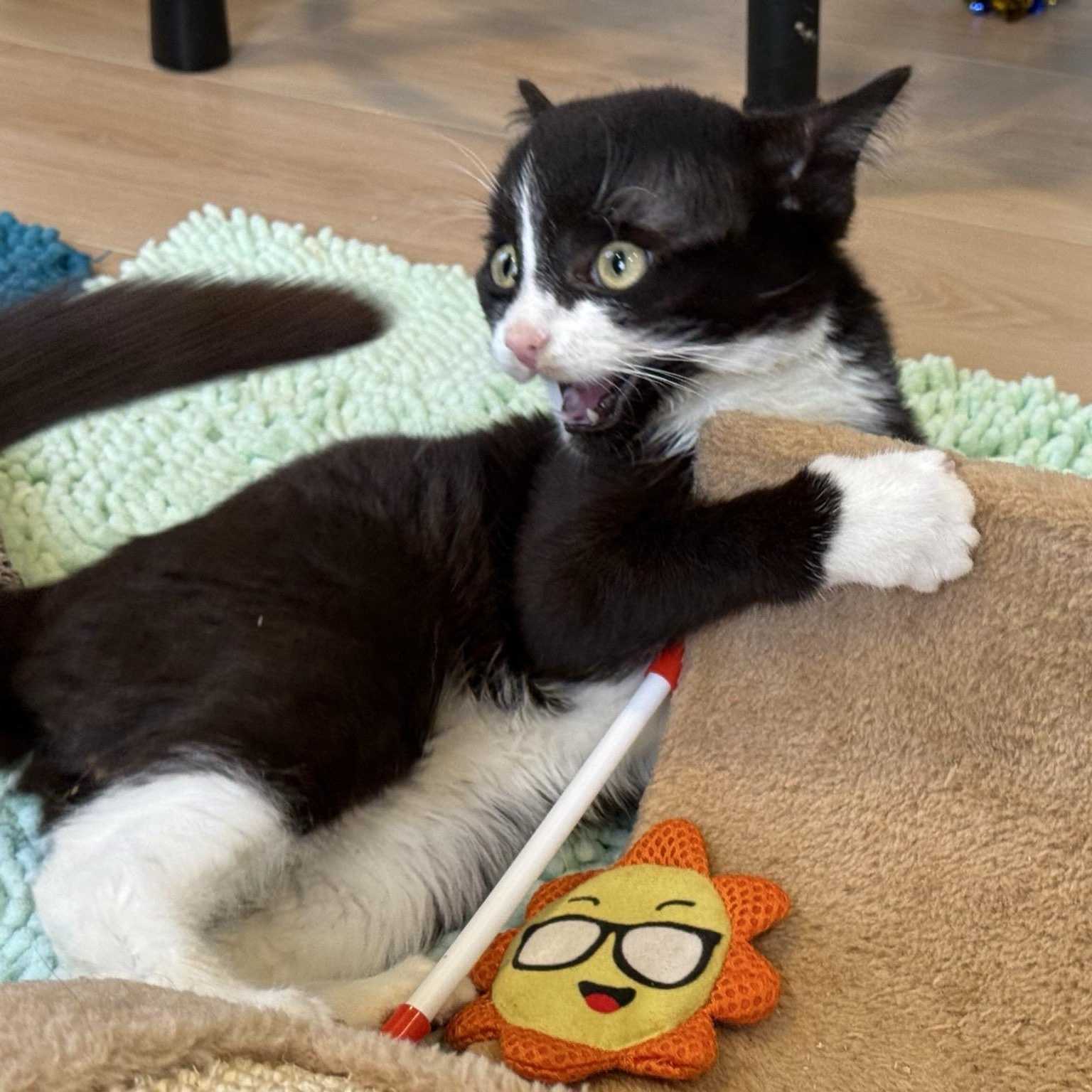 Enlarge Jake , an adopted Domestic Short Hair in Woodbury, NJ image 4/6