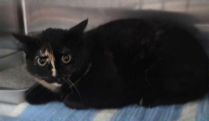 Gaffney, a Adoptable mixed breed in Simcoe, ON image 1/3