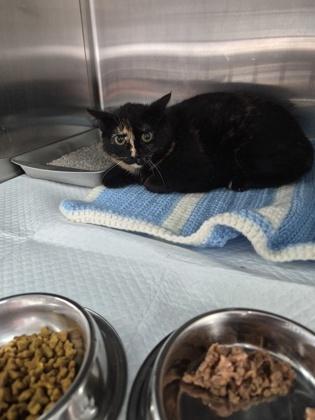 Gaffney, a Adoptable mixed breed in Simcoe, ON image 2/3