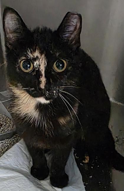 Gaffney, a Adoptable mixed breed in Simcoe, ON image 3/3