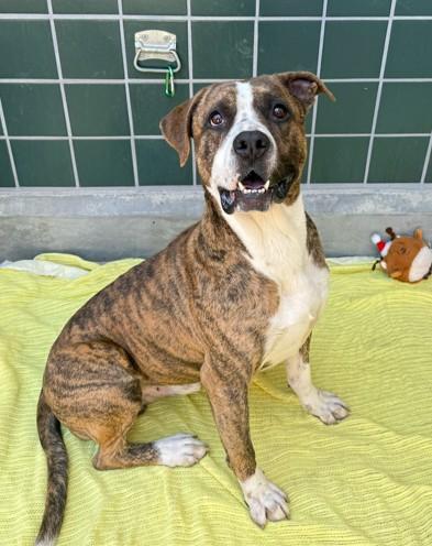 TOBY, Adoptable, Adult Male Pit Bull Terrier & Mixed Breed.