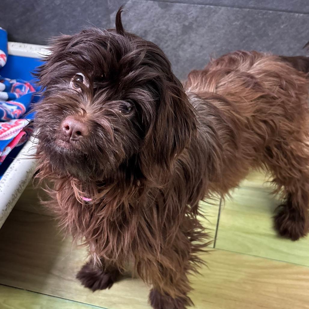 Blitzen, Adoptable, Adult Male Mixed Breed.